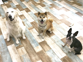 シニア犬（7歳以上）向け　会員制ペットホテル・ショートステイ型ホーム