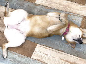 シニア犬（7歳以上）向け　会員制ペットホテル・ショートステイ型ホーム