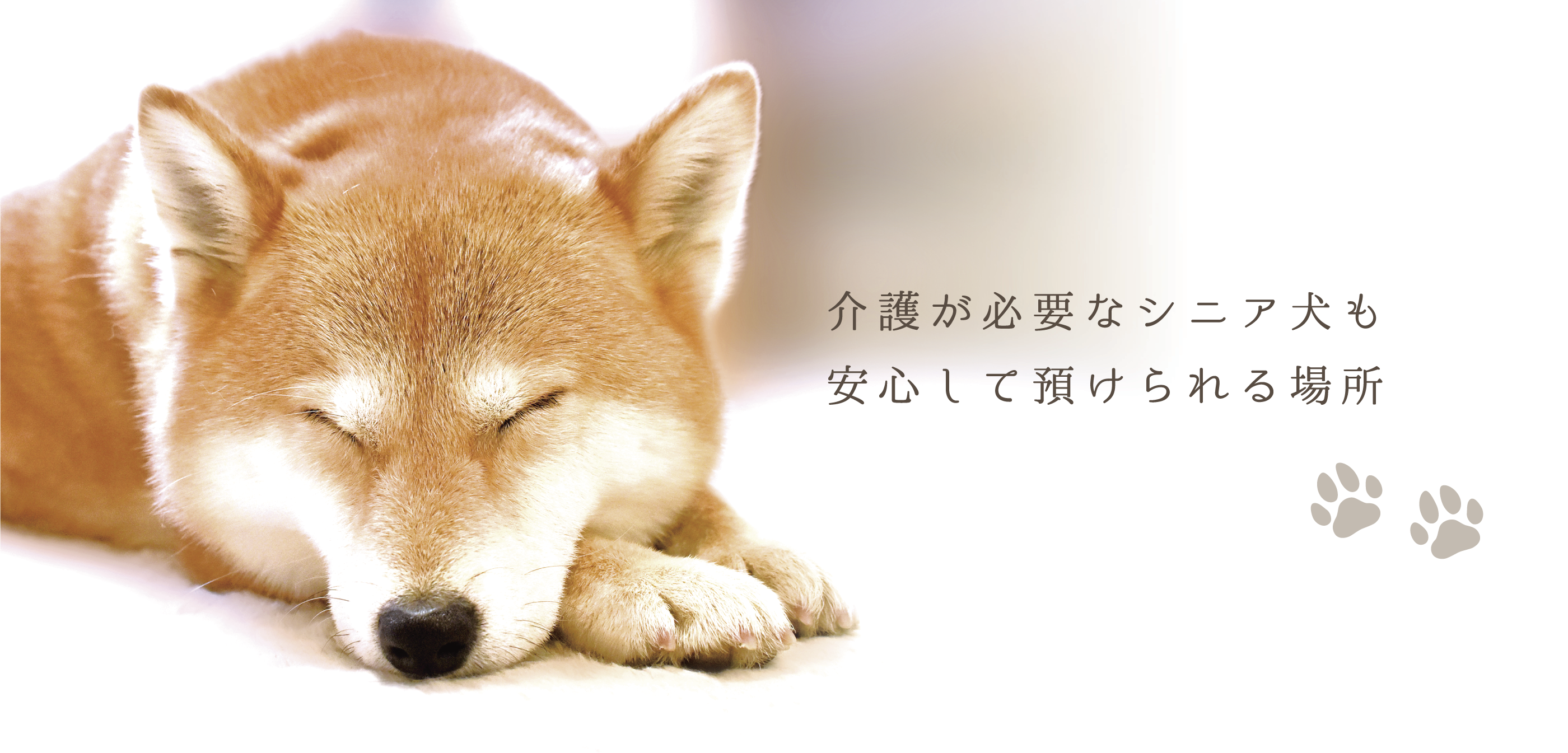 介護が必要なシニア犬も安心して預けられる場所　Dog Mate ドッグメイト